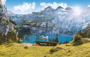 Oberland Bernois - lac