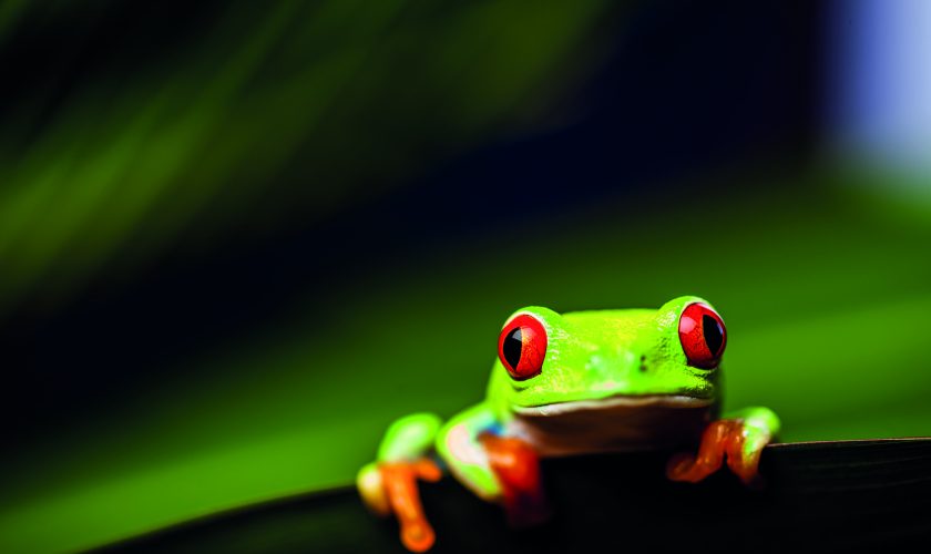 Frog on a leaf in the jungle
