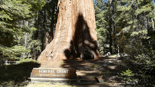 Parc de séquoias, Etats-Unis