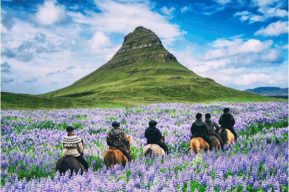 Slow travel en Islande - Randonnée sur des chevaux islandais