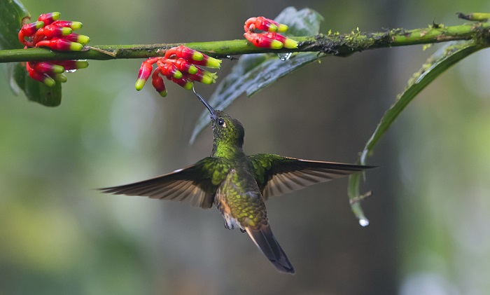 Colibri à Mindo en Equateur