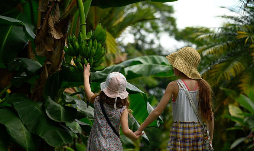 enfants auprès de bananiers au costa rica