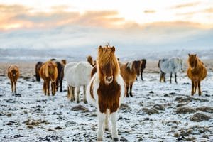 Randonnée à cheval dans les Lofoten