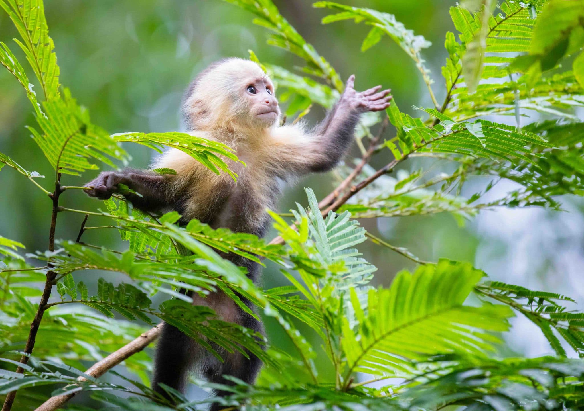 Observation des animaux au Costa Rica