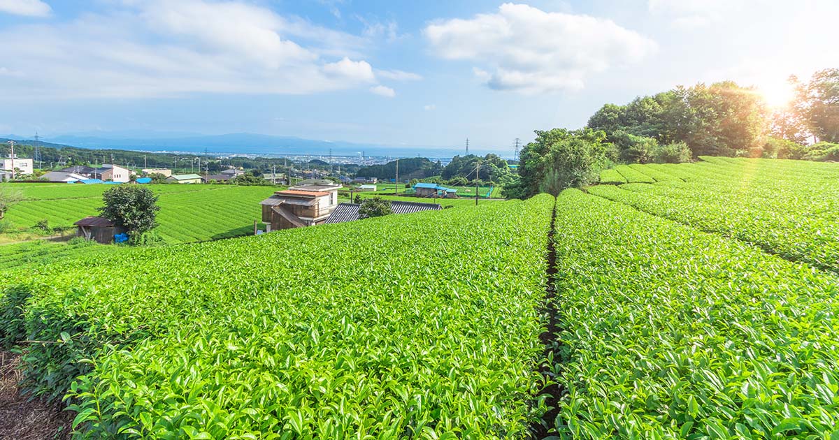 Champs de thé Shizuoka Japon