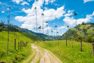 Vallée de Cocora Salento Colombie