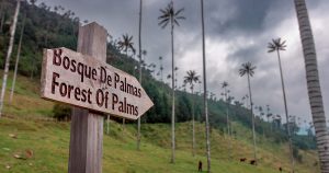 Vallée de Cocora en Colombie