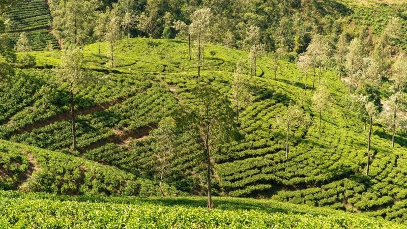 Tea_Plantation_Nuwara_Eliya_Sri_Lanka