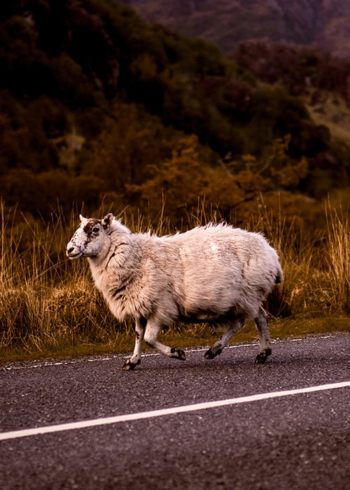 Mouton sur route écossaise