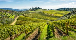 Voyage dans les vignes en Italie