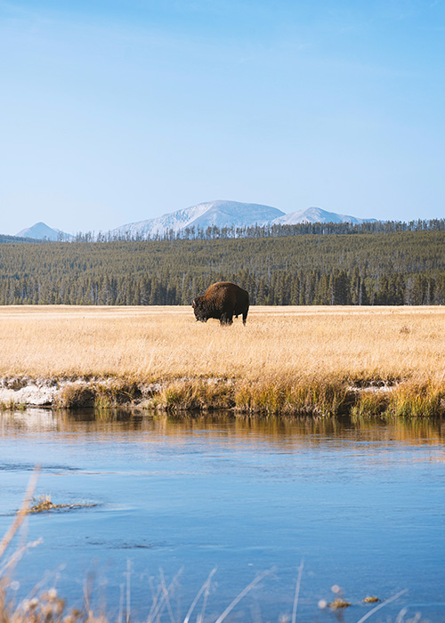 Parc National Yellowstone
