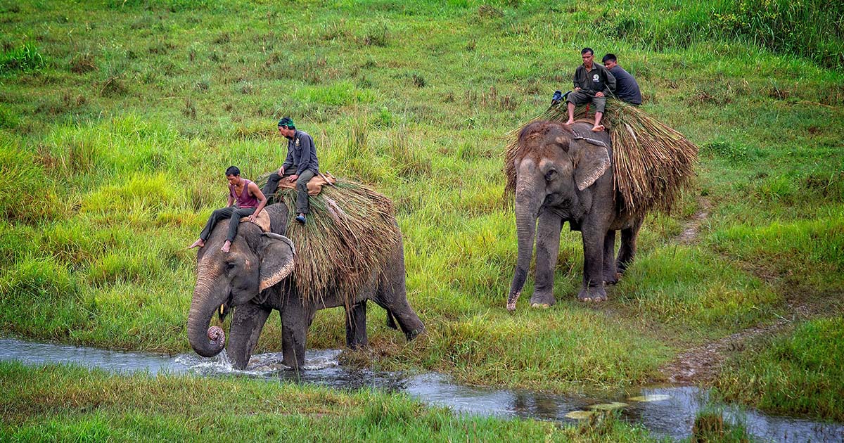 Eléphants Parc national de Chitwan