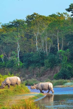 Chitwan-rhinoceros-Nepal