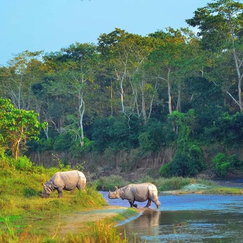 Chitwan-rhinoceros-Nepal