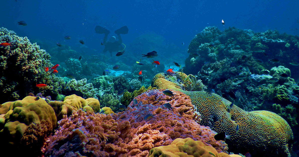 Parc National Naturel Corales de Profundidad