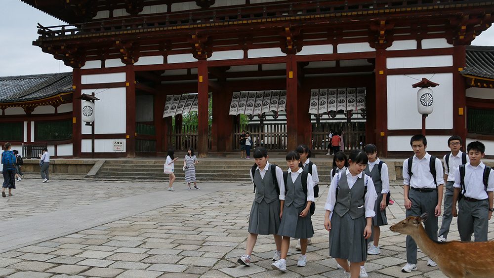 Des daims en liberté dans la ville de Nara