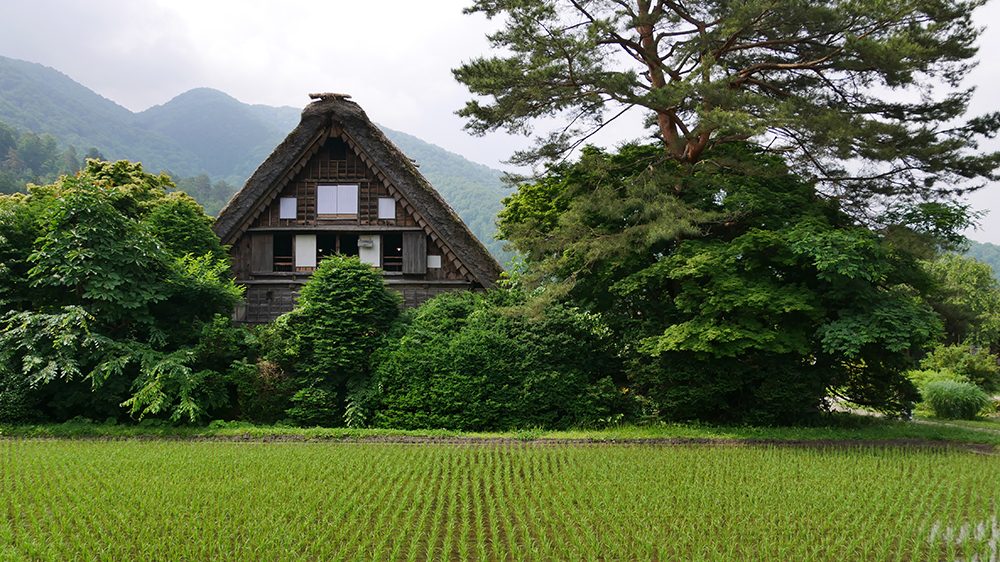 Shirakawa-go (rizières et maison de chaume)