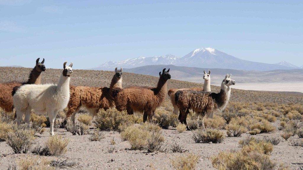 Lamas sur les plateaux andins