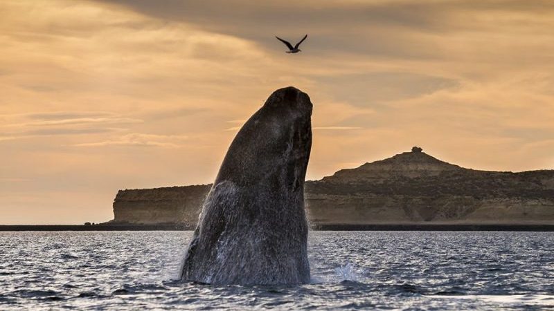 puerto madryn observation baleines