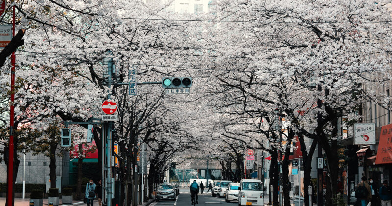 Tokyo en fleurs