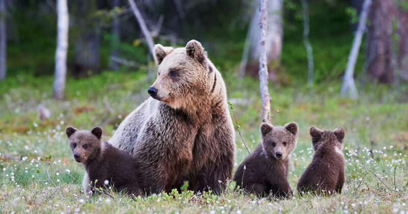 Observation des ours au Canada