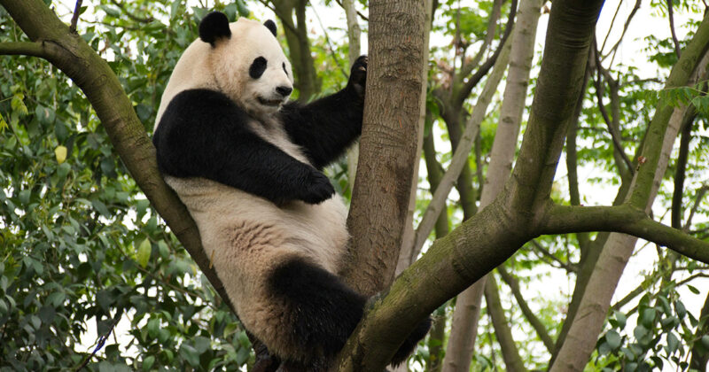 Panda au Sichuan en Chine