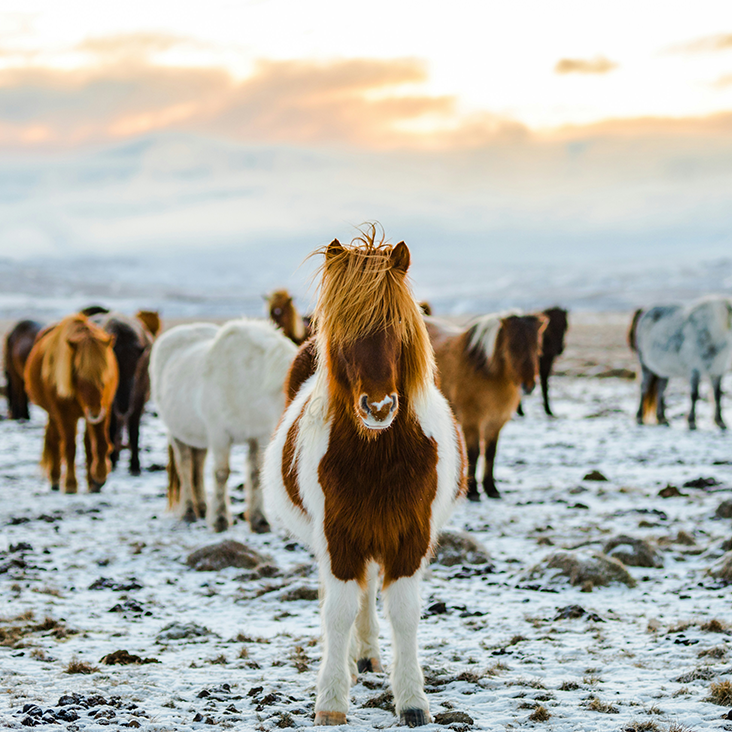 Islande