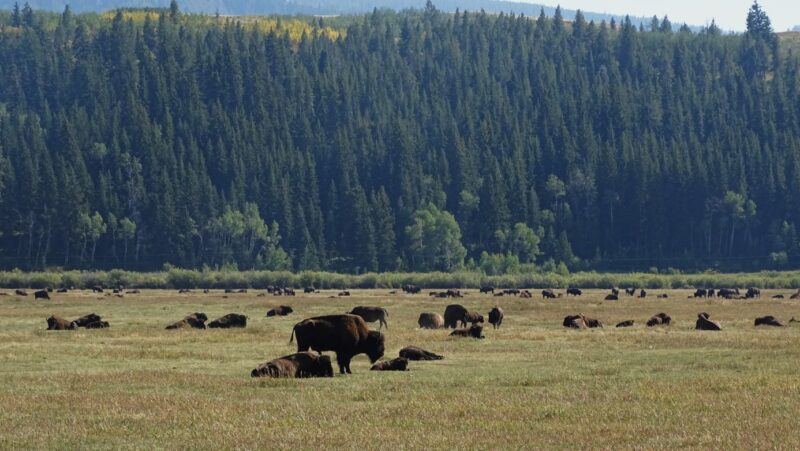 Lamar Valley