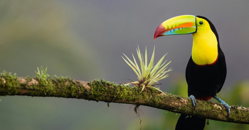 Costa Rica