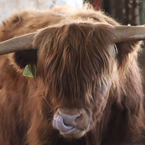Corps article – ecosse