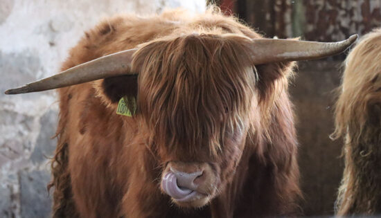 Corps article – ecosse