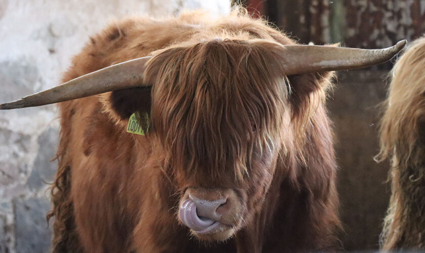 Corps article – ecosse