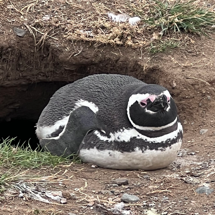 Punta Arenas