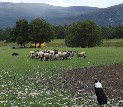 chien de berge en Ecosse